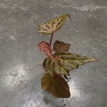 Begonia Dancing Dragon