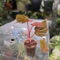 Begonia Dancing Dragon