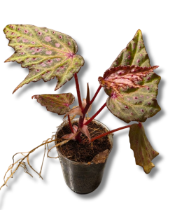 Begonia  Dancing Dragon
