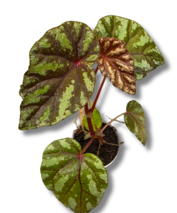Begonia Irian Jaya