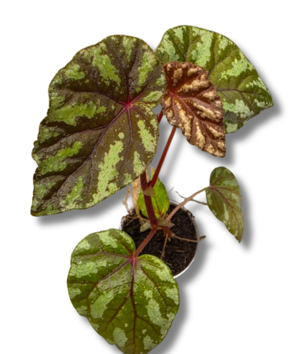 Begonia Irian Jaya