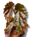 Begonia negrosensis