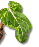 Philodendron gloriosum Snow Leopard