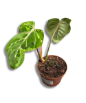 Philodendron gloriosum Snow Leopard