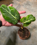 Philodendron gloriosum Snow Leopard