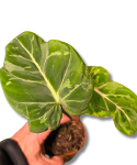 Philodendron gloriosum Snow Leopard
