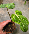 Philodendron gloriosum Snow Leopard