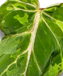 Philodendron gloriosum Snow Leopard