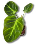 Philodendron luxurians