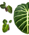 Philodendron luxurians