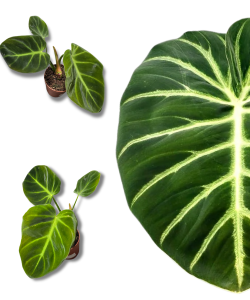 Philodendron luxurians