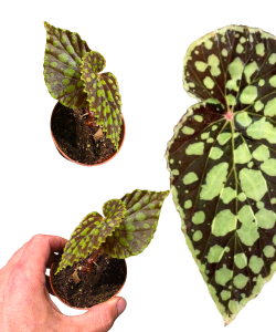 Begonia chlorosticta 