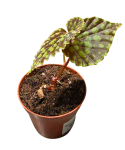 Begonia chlorosticta