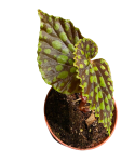 Begonia chlorosticta