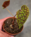 Begonia chlorosticta