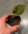 Begonia chlorosticta
