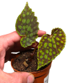 Begonia chlorosticta