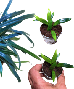 Microsorum thailandicum | Blue Oil Fern maluch