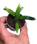Microsorum thailandicum