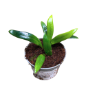 Microsorum thailandicum