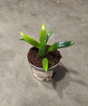 Microsorum thailandicum