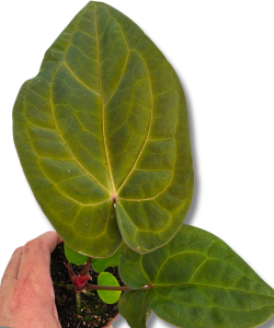 Anthurium King of Spades × Forgetii × Goliath