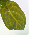 Anthurium King of Spades × Forgetii × Goliath