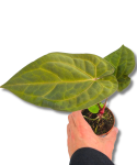 Anthurium King of Spades × Forgetii × Goliath