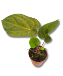 Anthurium King of Spades × Forgetii × Goliath