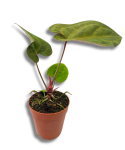 Anthurium King of Spades × Forgetii × Goliath