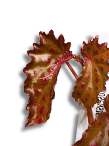 Begonia negrosensis x chlorosticta