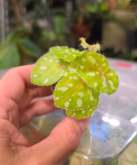 Begonia jiewhoei