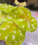 Begonia jiewhoei