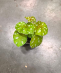 Begonia jiewhoei