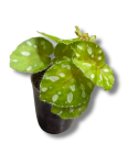 Begonia jiewhoei