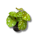 Begonia jiewhoei