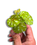 Begonia jiewhoei