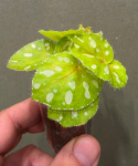 Begonia jiewhoei
