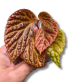 Begonia dracopelta x metallica