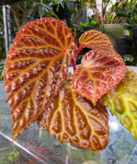 Begonia dracopelta x metallica