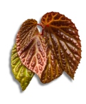 Begonia dracopelta x metallica