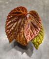 Begonia dracopelta x metallica