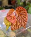 Begonia dracopelta x metallica