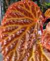 Begonia dracopelta x metallica
