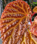Begonia dracopelta x metallica