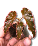 Begonia amphioxus x darthvaderiana