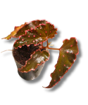 Begonia amphioxus x darthvaderiana