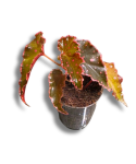 Begonia amphioxus x darthvaderiana