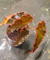 Begonia amphioxus x darthvaderiana