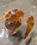 Begonia amphioxus x darthvaderiana
